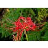 Lycoris radiata 8
