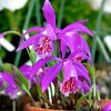 Pleione Tongariro 1