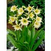 Hymenocallis Sulphur Queen 2
