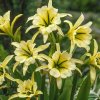 Hymenocallis Sulphur Queen 1