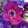 Anemone coronaria Mistral Bordeaux 1