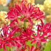 Nerine bowdenii Pearls of Cherry 2
