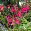 Nerine bowdenii Mr. Nick 2