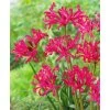 Nerine bowdenii Mr. Nick 3