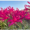 Nerine bowdenii Mr. Nick 1