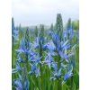 leichtlinii blue candle