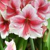 Pink Beauty 4