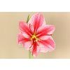 Gervase 01