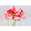 Gervase 02