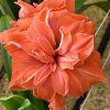 Coral Belle 1