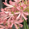 Nerine bowdenii Vesta
