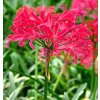 Nerine bowdenii Pearls of Cherry 1