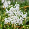Nerine bowdenii Like a Virgin 2