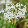 Nerine bowdenii Like a Virgin 1