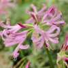 Nerine bowdenii