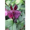 Roscoea Paul Bygrave's Hybrids 1