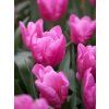 Jumbo Pink 2