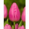 Jumbo Pink 1