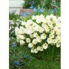 Bulbocodium Arctic Bells 2
