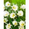 Bulbocodium Arctic Bells 1