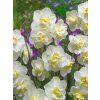 White Cheerfulness 1