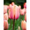 Apricot Impression 1
