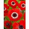 sasanka coronaria Hollandia