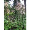 Cardiocrinum2