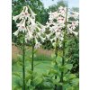 Cardiocrinum3
