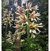 Cardiocrinum4