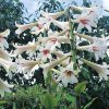 Cardiocrinum5