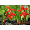 Jakubská lilie Sprekelia formossisima 1 ks