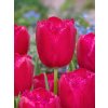 Tulipán Burgundy Lace 10 ks