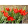 Tulipán Praestans Zwanenburg 20 ks