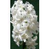 SnowCrystal3