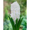 SnowCrystal