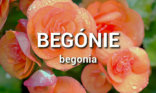 Begónie