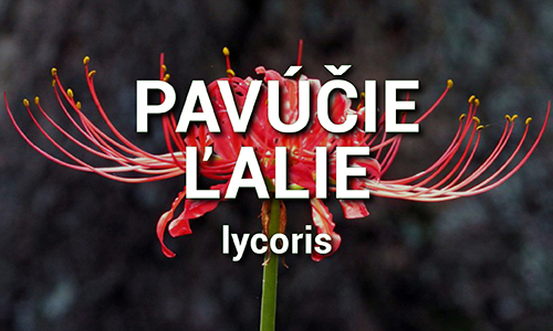Lycoris - Pavúčie ľalie