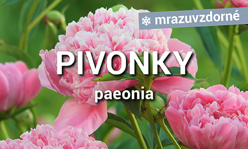 Pivonky