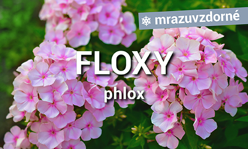 Floxy