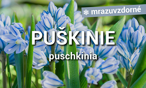 Puškinie