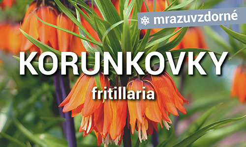 Korunkovky