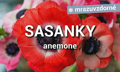 Sasanky