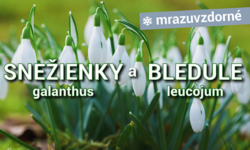 Snežienky a Bledule