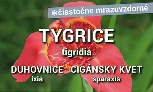 Tygrice, Duhovnice, Cigánsky kvet