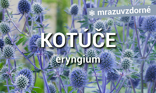 Kotúče - Eryngium