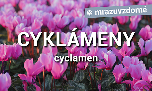 Cyklámeny