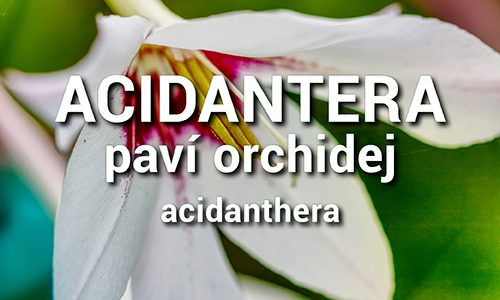 Acidantera