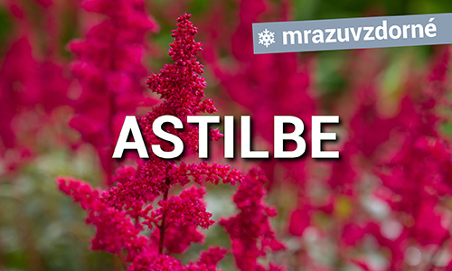 Astilbe