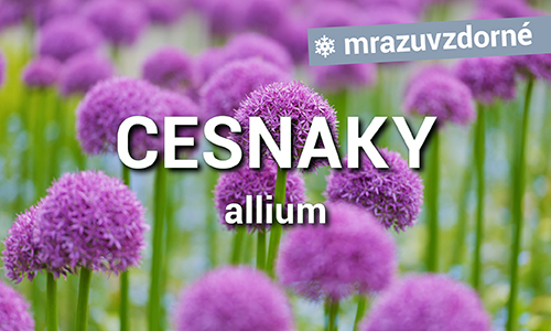Cesnaky